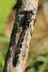 Cordulephya pygmaea