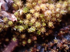Gemmabryum