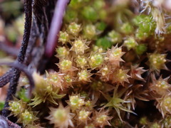 Gemmabryum