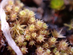 Gemmabryum