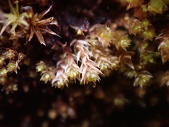 Gemmabryum