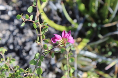 Bauhinia ramosissima