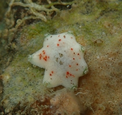 Meridiastra fissura