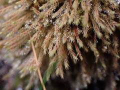 Philonotis capillaris