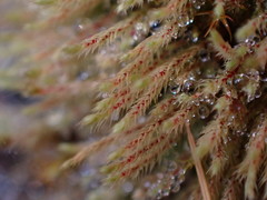 Philonotis capillaris