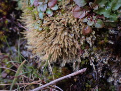 Philonotis capillaris