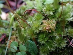 Bryum canariense