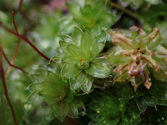 Bryum canariense
