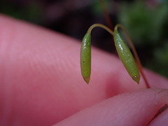 Bryum canariense