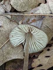 Entoloma luteum