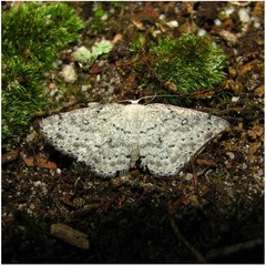 Cyclophora pendulinaria