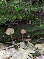 Entoloma luteum