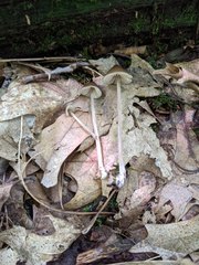 Entoloma luteum