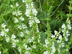 Salvia argentea