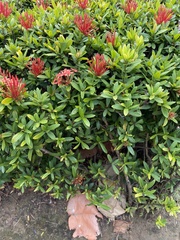Ixora coccinea