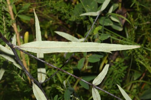 Image of Helianthus smithiorum by (c) Brian Finzel, some rights reserved (CC BY-SA)