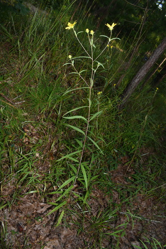 Image of Helianthus smithiorum by (c) Brian Finzel, some rights reserved (CC BY-SA)