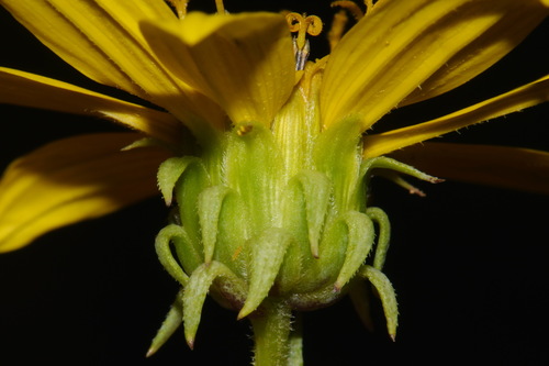 Image of Helianthus smithiorum by (c) Brian Finzel, some rights reserved (CC BY-SA)