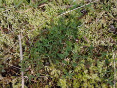 Trifolium willdenovii