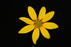 Helianthus smithii