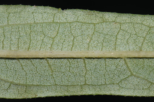 Image of Helianthus smithiorum by (c) Brian Finzel, some rights reserved (CC BY-SA)