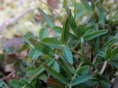 Trifolium willdenovii