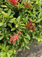 Ixora coccinea