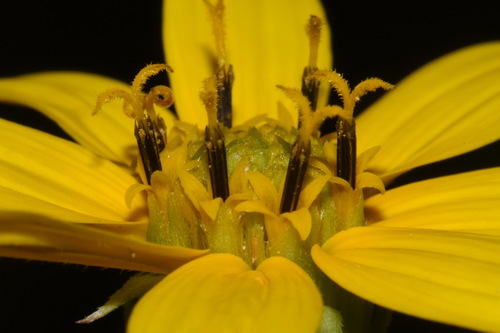Image of Helianthus smithiorum by (c) Brian Finzel, some rights reserved (CC BY-SA)