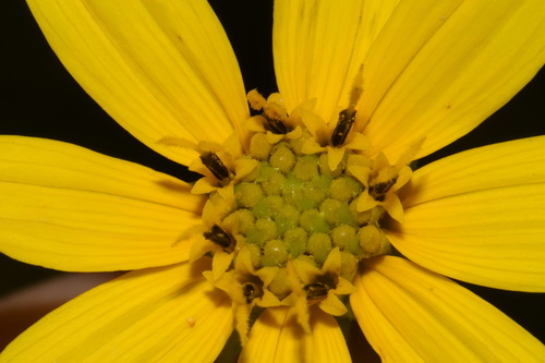Image of Helianthus smithiorum by (c) Brian Finzel, some rights reserved (CC BY-SA)