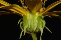 Helianthus smithii