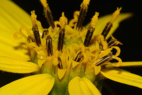 Image of Helianthus smithiorum by (c) Brian Finzel, some rights reserved (CC BY-SA)