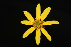 Helianthus smithii