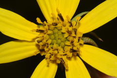 Helianthus smithii
