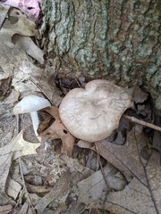 Entoloma albidum