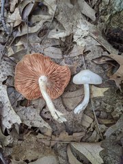 Entoloma albidum