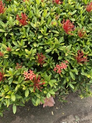 Ixora coccinea