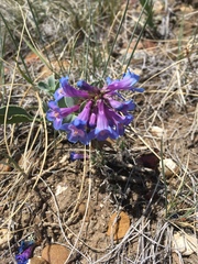 Penstemon nitidus