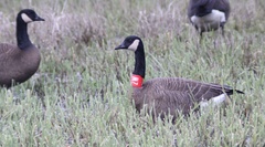 Branta canadensis occidentalis