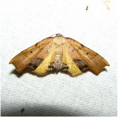 Plagodis phlogosaria