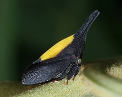 Enchenopa ignidorsum