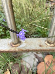 Stachytarpheta jamaicensis