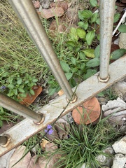 Stachytarpheta jamaicensis