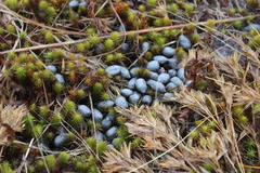 Odocoileus virginianus borealis