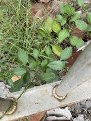 Stachytarpheta jamaicensis