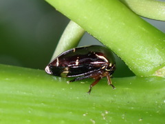Harmonides