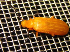 Zonitoschema japonicum