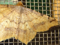 Macaria shanghaisaria
