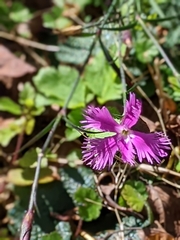 Dianthus pygmaeus