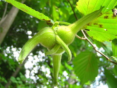 Corylus sieboldiana