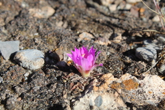 Ariocarpus kotschoubeyanus